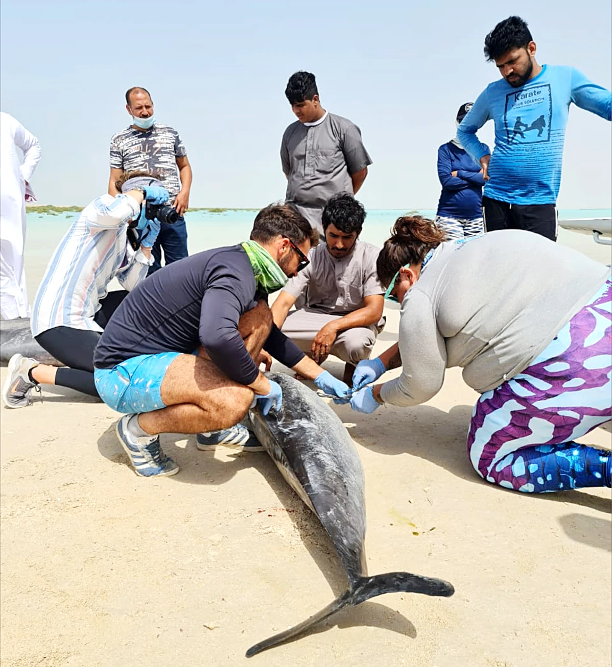 Dozens of dolphins rescued at Ras Al-Shabaan in Saudi Arabia’s Umluj