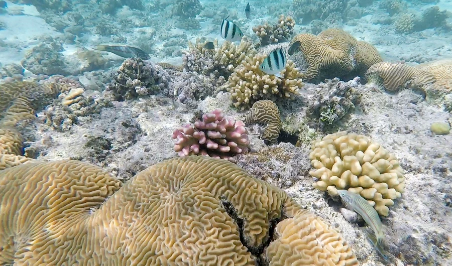 Campaign launched to rehabilitate Saudi marine environments