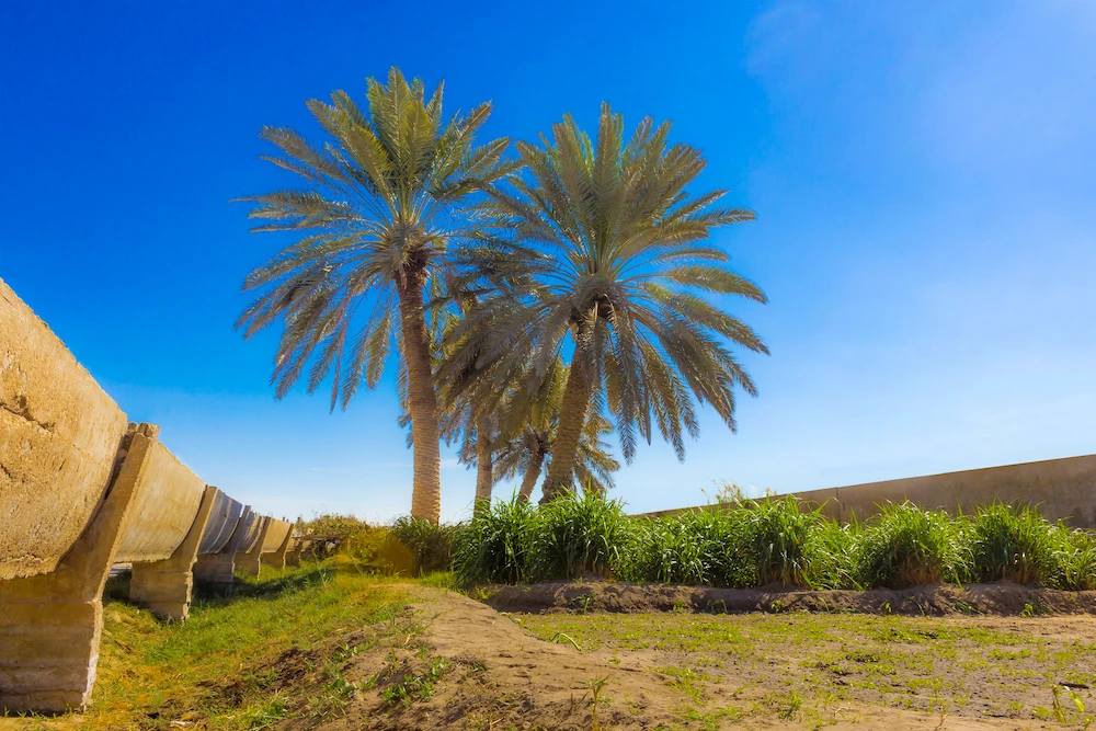 UN officials following Saudi Arabia’s green initiatives ‘with great interest’