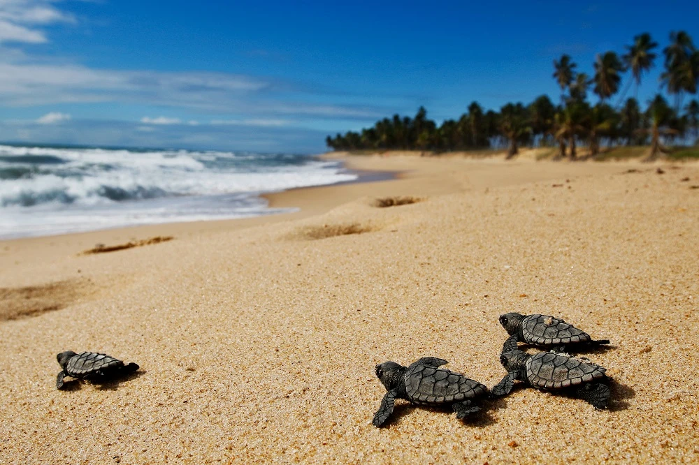 Extreme E’s Red Sea conservation initiative looks is aiming to support turtle conservation in Saudi Arabia. (Provided)