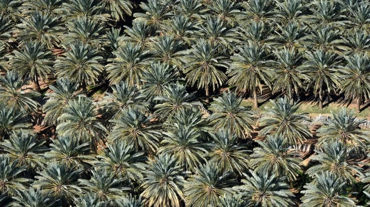 An aerial view of a palm tree plantation near AlUla. (AFP)