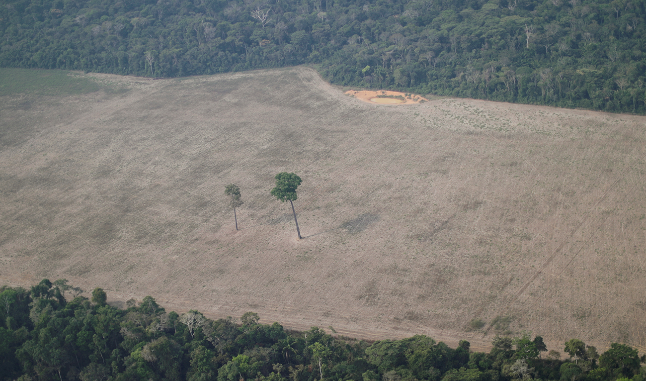 An aerial view shows a tree at the center of a deforested plot of the Amazon near Porto Velho, Rondonia State, Brazil. (Reuters/File)