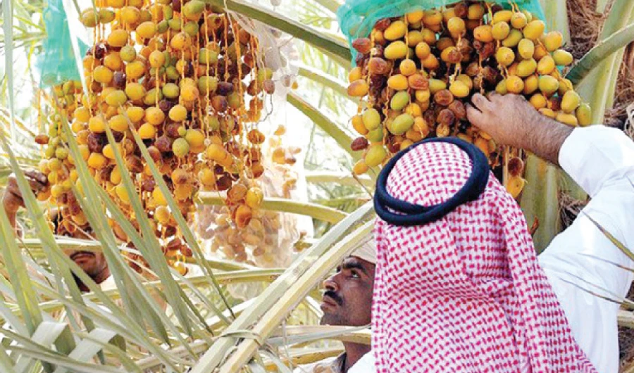 From Al-Ahsa to Madinah, from Al-Kharj to Hawtat Bani Tamim, date festivals vary and the most famous is the Dates Festival in Buraidah with merchants coming from across the region to check the goods on display. (SPA)