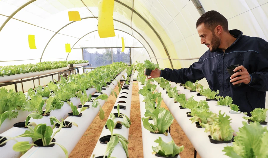 Agriculture remains a marginal sector in Libya, where the economy is dominated by hydrocarbons, the country boasting the most abundant oil reserves in Africa. (AFP)