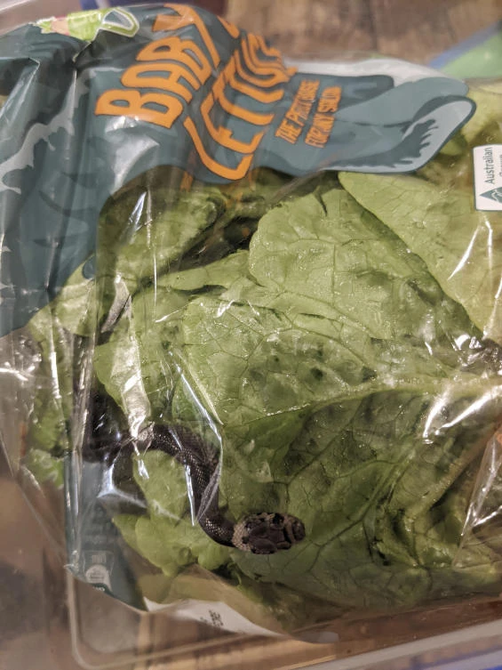 Sydney man finds snake in lettuce bought at supermarket