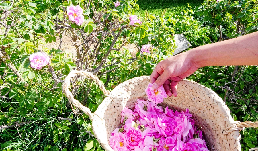Taif’s pink roses have a sweet, strong aroma and it is rich in soft petals. (AN photo by Huda Bashatah)