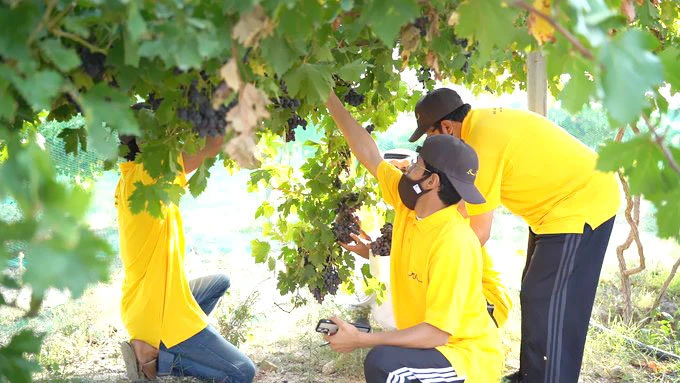 In response to the initiative 11,077 people volunteered to help and so far they have carried out 2,008,841 hours of work. (Supplied)