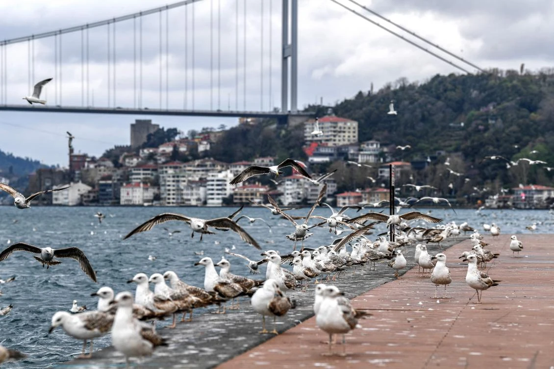 Seagulls stand on the deserted Bosphorus river banks near Emirgan district in Istanbul during a week-end curfew aimed at curbing the spread of the pandemic. (AFP)