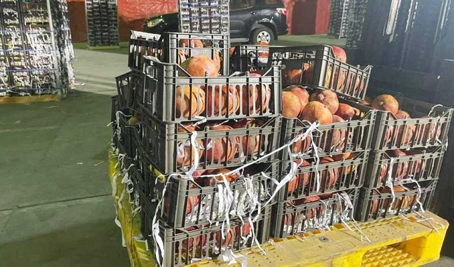 The pomegranate consignments that entered in stages were collected in an abandoned hangar in the town of Taanayel in the central Bekaa. (SPA)