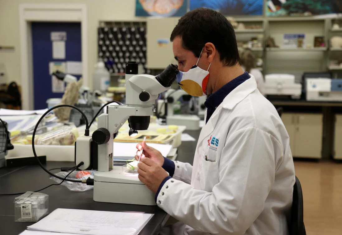 Dr. Pedro Range, research assistant professor, looks into a microscope at Qatar University Marine Biology Laboratory, in Doha. (Reuters)