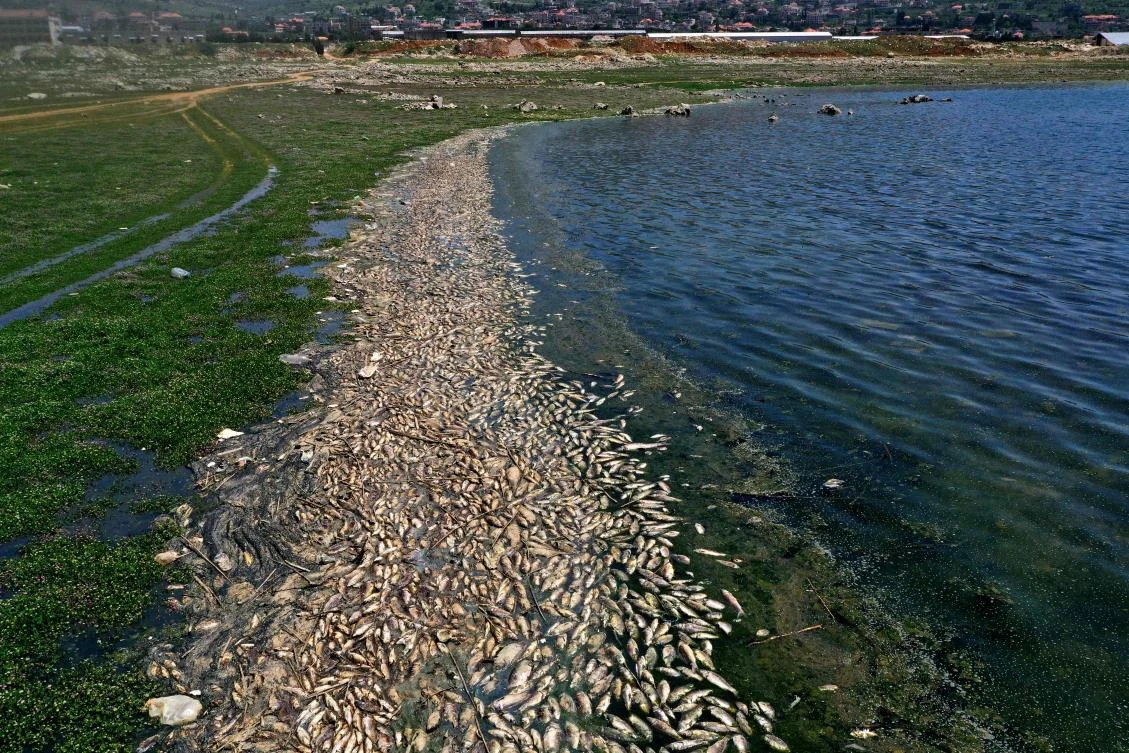 Polluted Lebanon lake spews out tons of dead fish