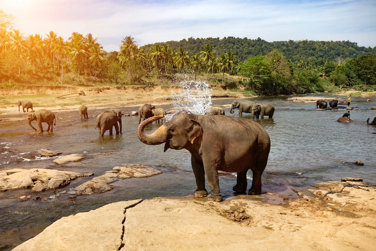 Nearby is one of Botswana’s most famous lodges: Belmond Savute Elephant Lodge. (Shutterstock)