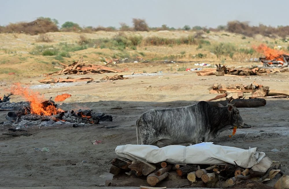 A cow is seen amid funeral pyres of victims who died due to Covid-19 at a cremation ground in Allahabad on May 8, 2021, as India recorded more than 4,000 deaths in a day for the first time. (AFP)