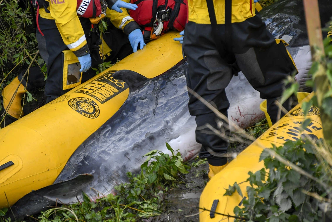 Young whale stranded in London’s Thames is put down