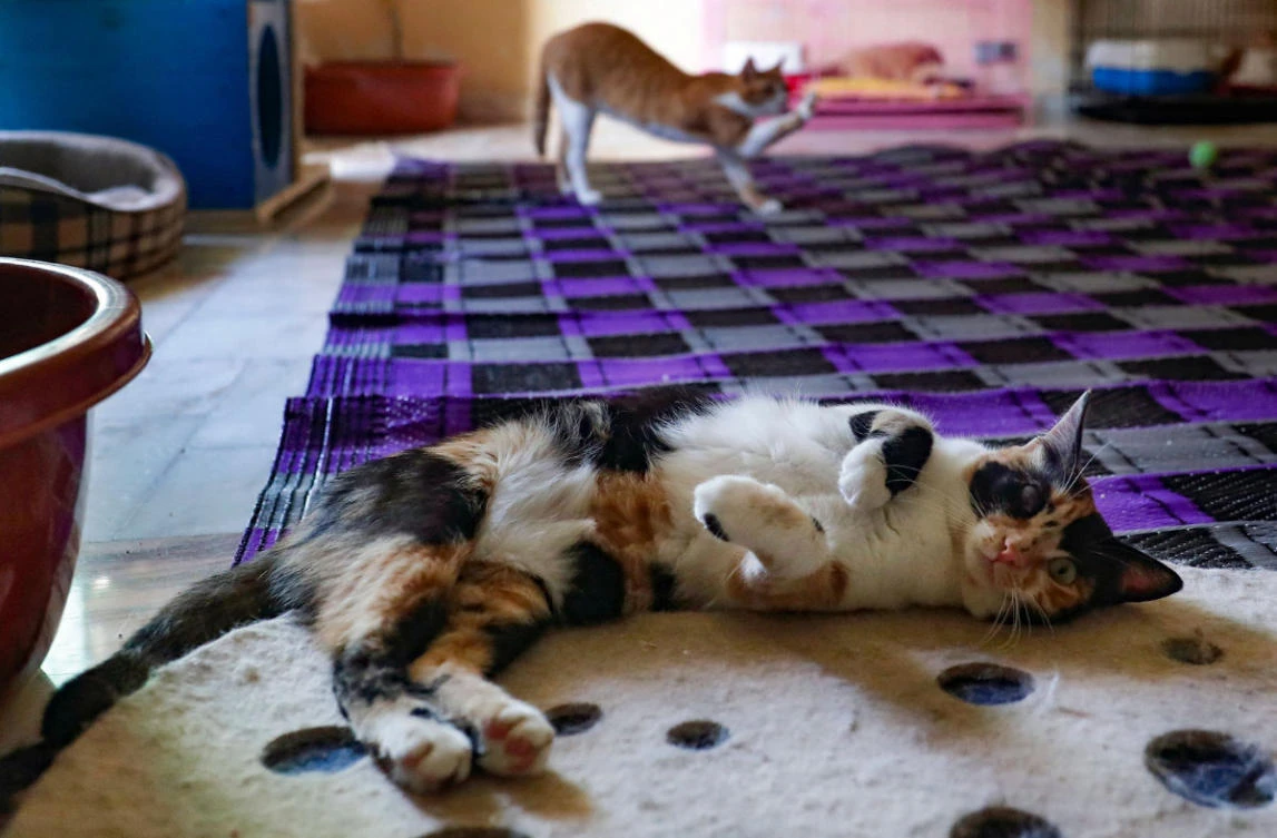 Rescued cats are pictured at the Animals Lebanon NGO's shelter in the Lebanese capital Beirut, on April 28, 2021. (AFP / JOSEPH EID)