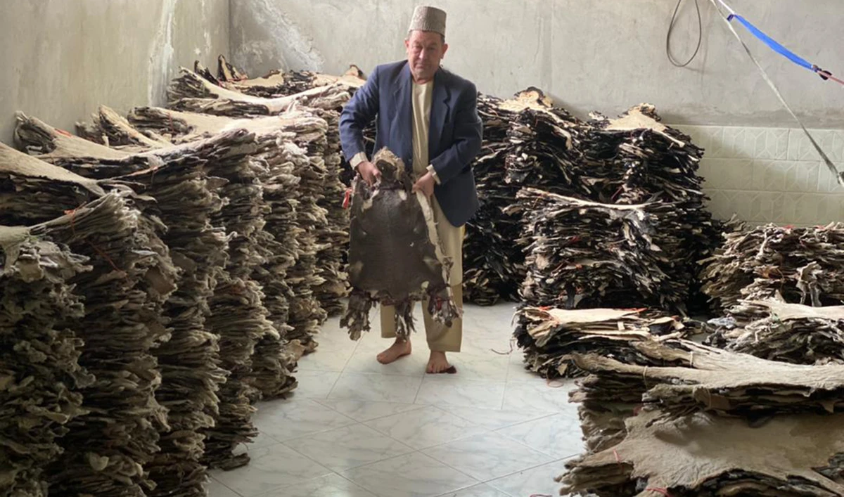 A trader sells karakul fur in Balkh province, one of the key producing areas of the prized sheepskin in Afghanistan. (Supplied)