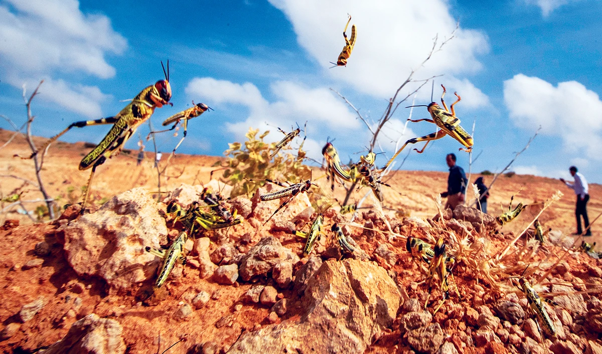 EU pledges $9.7 million in fight against desert locusts in Africa
