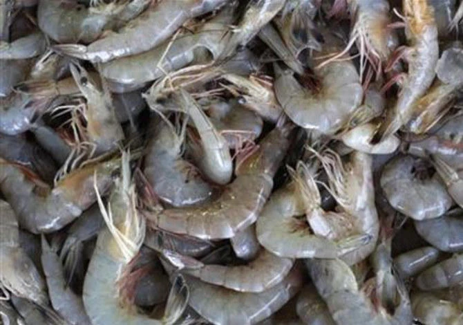 Jazan revenues were boosted by a surge in sales of aquaculture products including shrimp. (Reuters)
