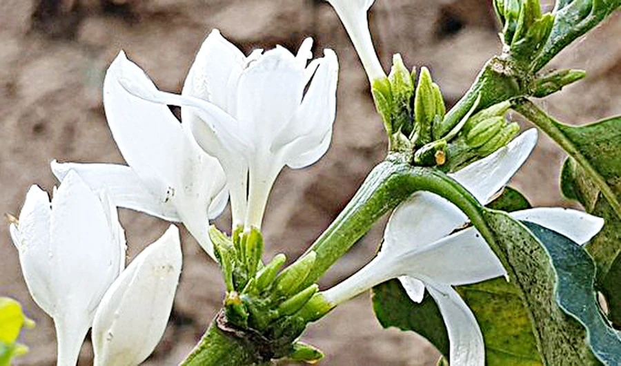 Coffee blossoms in Saudi Arabia’s Jazan mountains