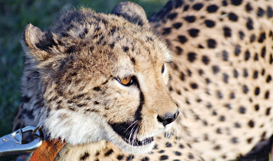 With more Saudis ignoring the warnings and defying orders, authorities are reiterating that they do not issue permits for wild animals such as lions, tigers and bears. (Photo/Getty Images)