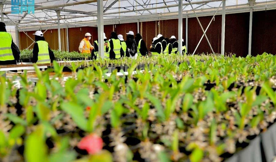 Saudi Arabia’s Red Sea company to plant over 15 million trees