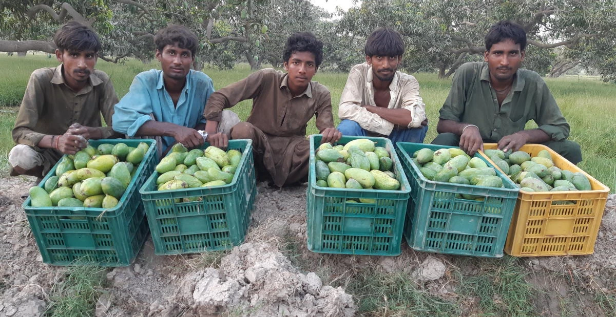 Young workers pose for a picture with freshly harvested mangoes at a farm in Tando Allahyar in Pakistan’s Sindh province. (AN photo by Zulfiqar Kunbhar)