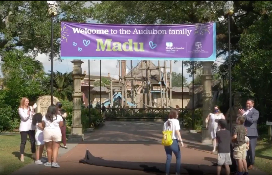Madu, the orangutan baby, gets a warm welcome at Children’s Hospital New Orleans in the US. (Screengrab from Audobon Nature Institute video via Twitter)