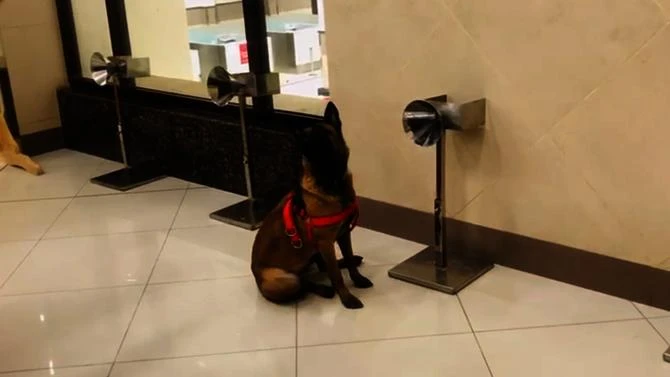 A trained sniffer dog at Peshawar International Airport sits down after smelling coronavirus in a traveler's swab sample. (Pakistan Civil Aviation Authority)