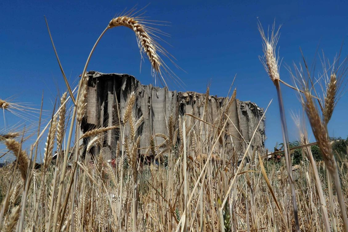 Wheat grows at the site of a massive explosion that killed more than 200 people and injured scores of others in August of last year, Beirut, May 27, 2021. (AFP)