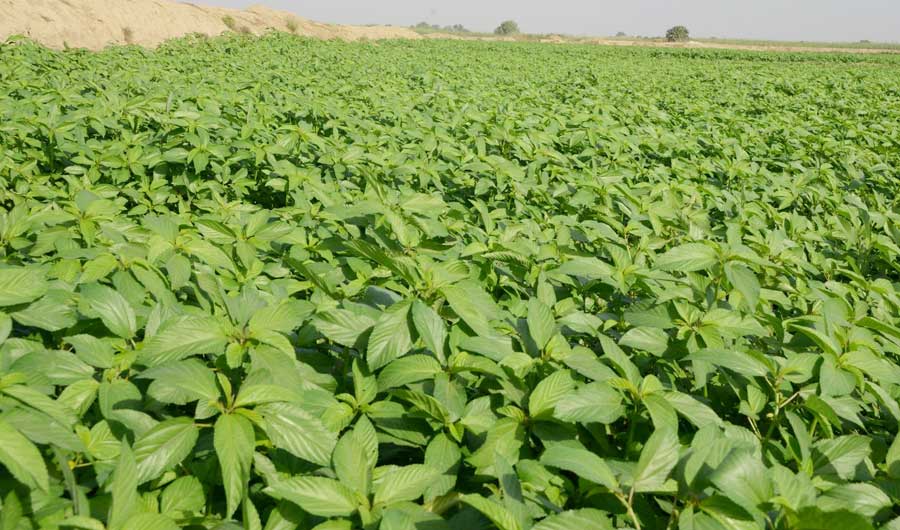 A new roadmap to ensure a sustainable environment