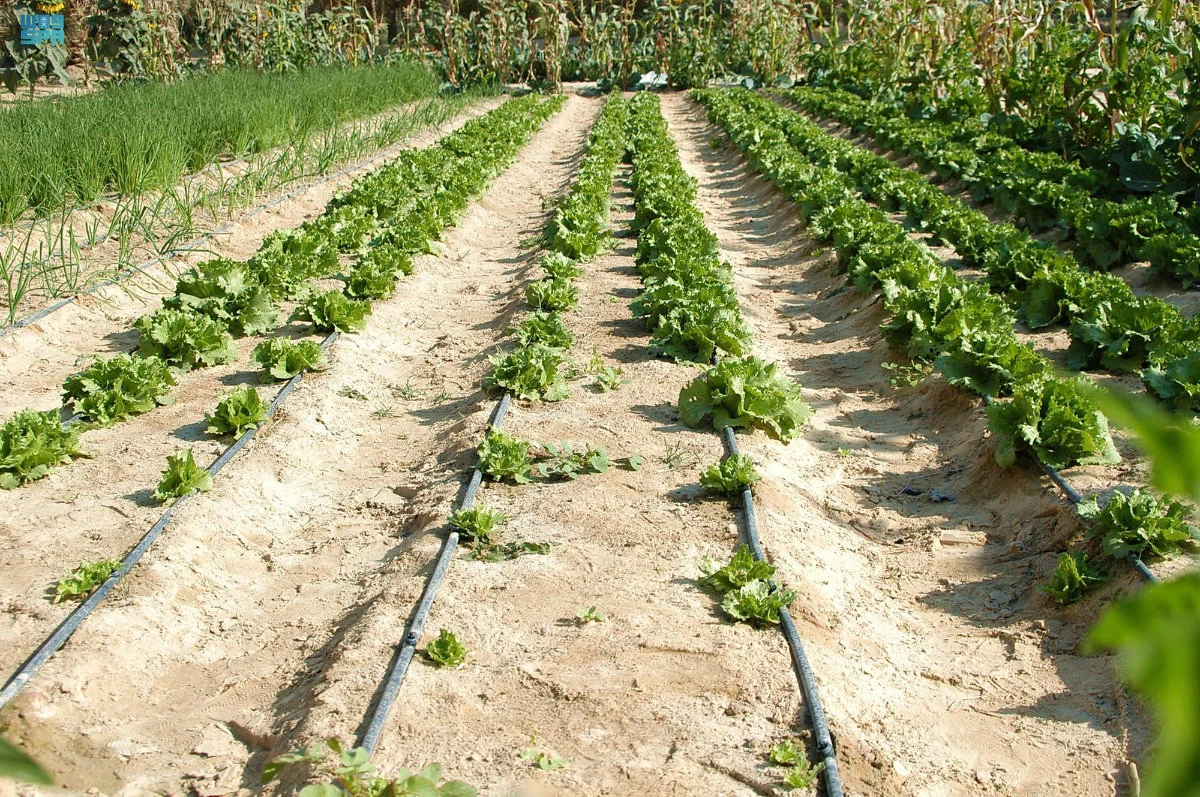 Saudi Arabia’s agricultural subsidies program to gain from digital drive