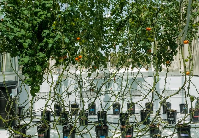 Saudi startup Red Sea Farms secures $10m investment