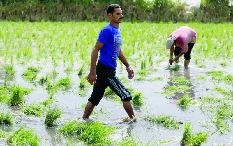 Egypt, Iraq aim to enhance cooperation in water management