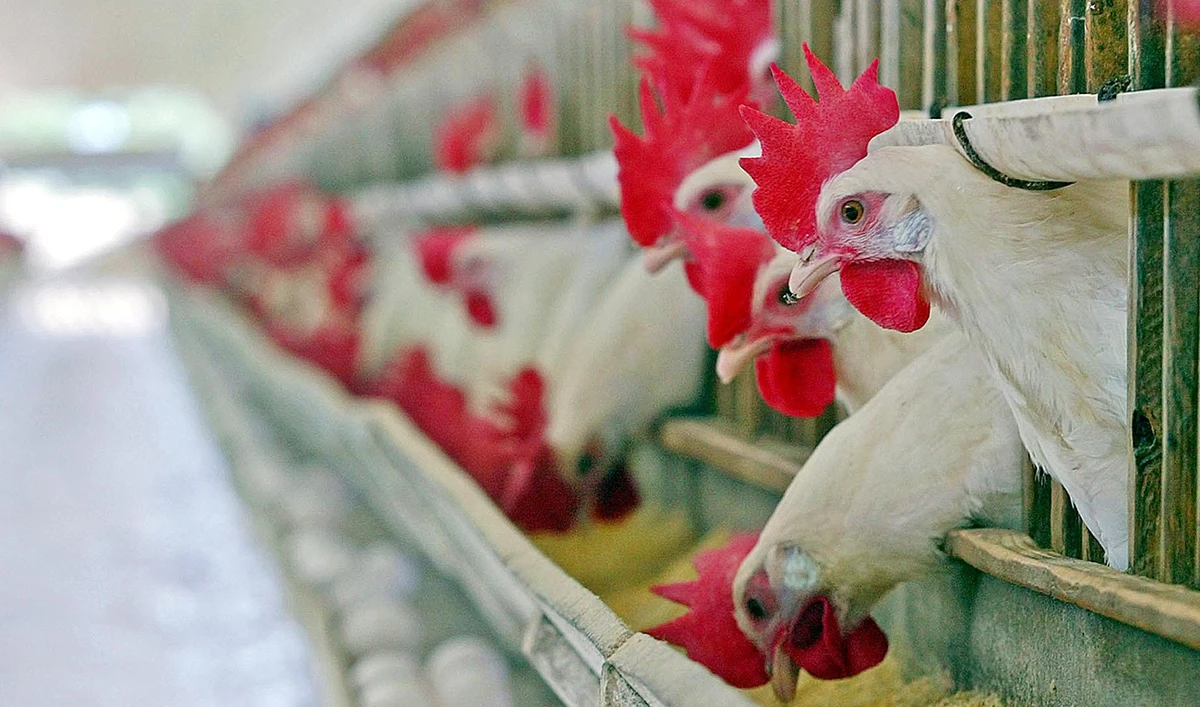 Saudi Arabia bans poultry imports from 3 French provinces due to the outbreak of highly pathogenic avian influenza, Al Arabiya reported citing a statement by the SFDA. (AFP)