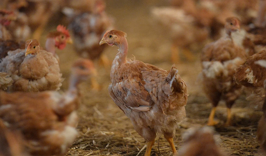 Saudi Arabia bans poultry imports from 3 French provinces