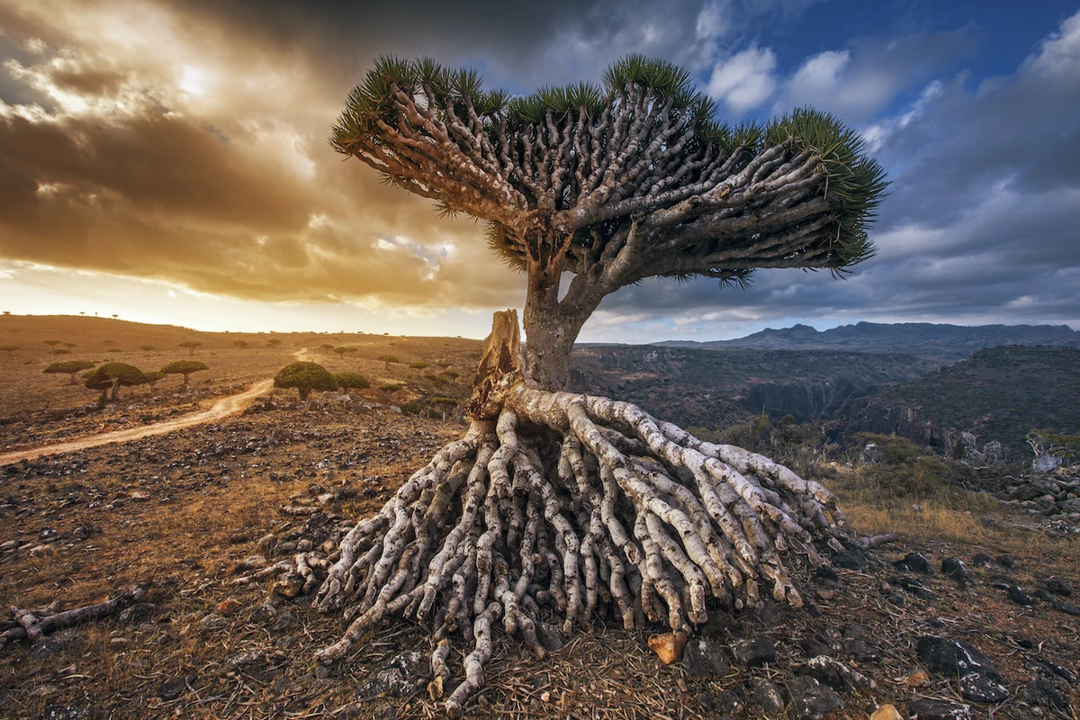 This Yemeni UNESCO World Heritage Site is the largest of four islands in the Socotra Archipelago. (Shutterstock)