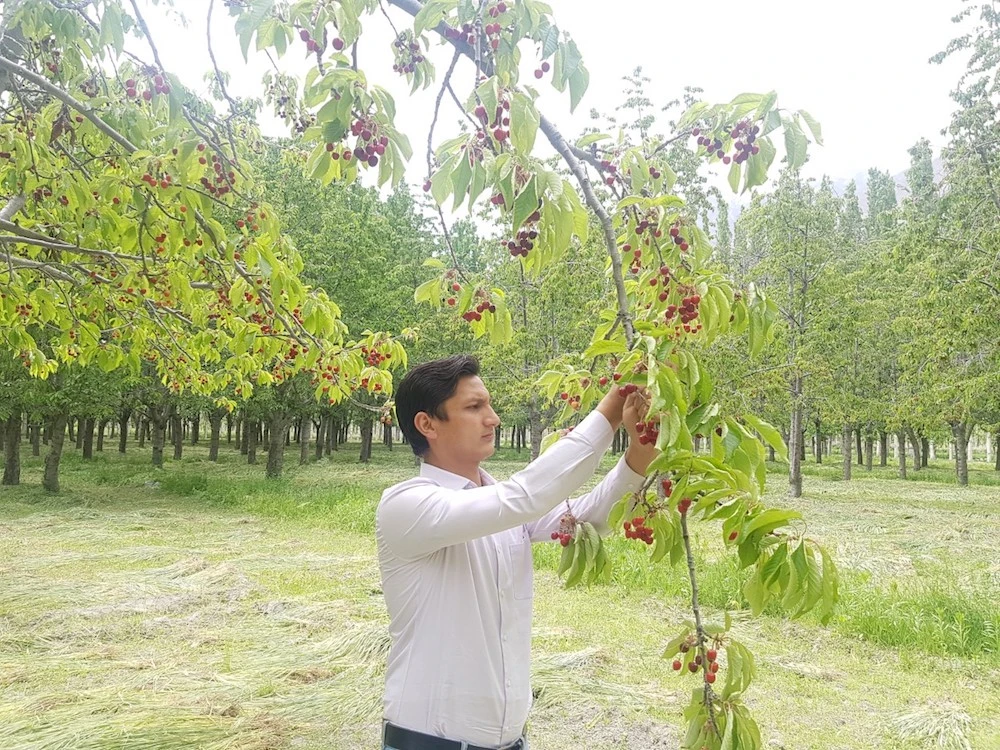Pakistan’s pandemic-hit cherry farmers hope for bumper season as restrictions lift