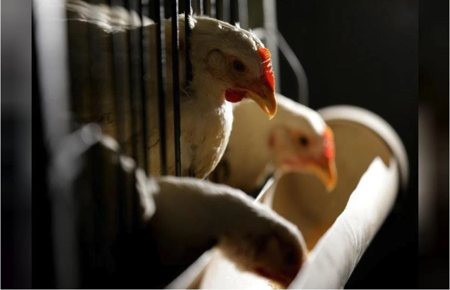 Tanmiah said it has 17.7 percent share of the Saudi poultry market. (Reuters)