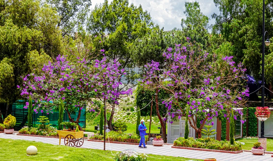 The flowers of the jacaranda tree last for up to eight weeks and give off a distinctive fragrance, which spreads after it rains. (AN photo by Huda Bashatah)