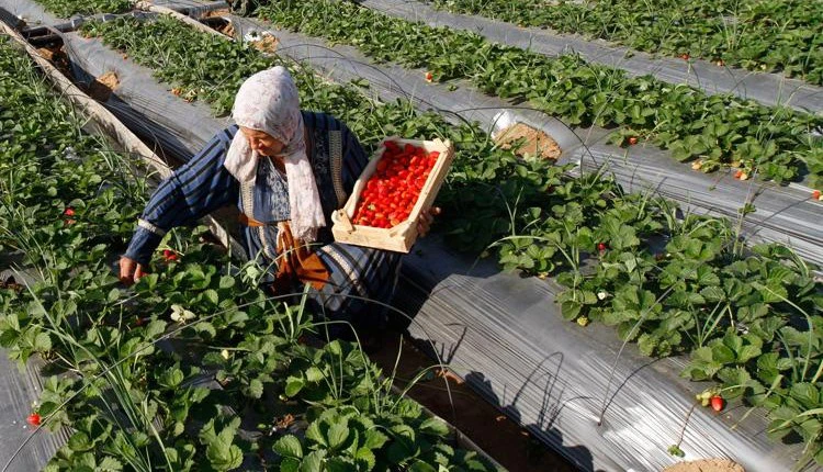 Egypt looking to boost agricultural exports to $2.2bn