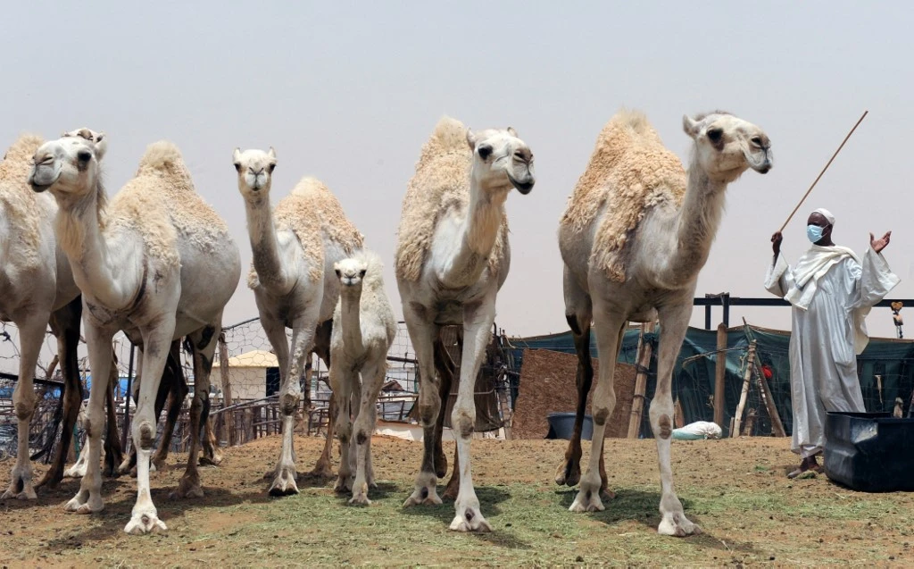 A camel farm outside Riyadh. The Saudi-based International Camel Organization has set up associations in North America and Europe. (AFP/File)