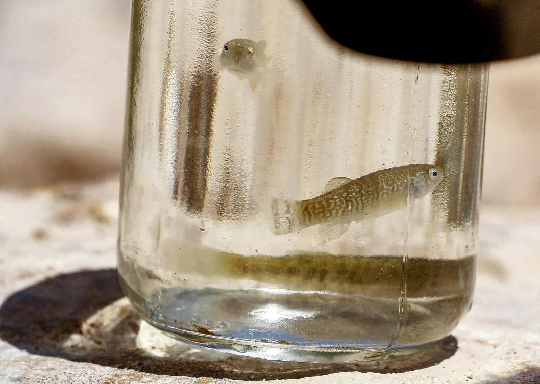 Specimens of the endangered Dead Sea toothcarp (Aphanius dispar richardsoni) swim in a glass bowl at Jordan's Fifa Nature Reserve, some 140 kilometres (85 miles) southwest of the capital in the Jordan Rift Valley and some 60 kilometres (36 kilometres) south of the Dead sea, on June 2, 2021. (File/AFP)