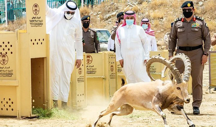 Endangered goat species released in Saudi Arabia’s National Park of Baljurashi. (SPA)