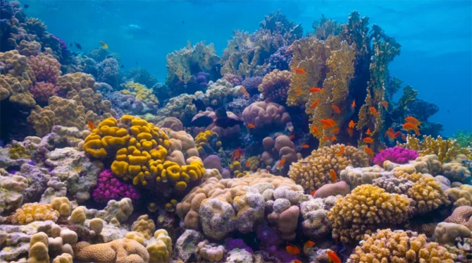 The Red Sea is home to abundant species of coral and marine life, including a large number of species found nowhere else on earth. (Courtesy: Red Sea Project website)