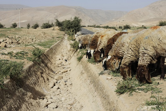 Sheep graze next to a dried out gulley usually flowing with spring water in the Palestinian village of Al-Auja, near Jericho, Mar. 7, 2014. (Reuters)