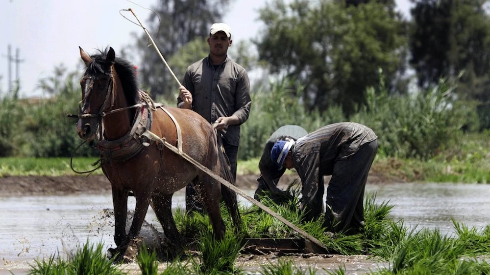 Farm laborers transplant rice seedlings in a paddy field in the Nile Delta. (Reuters)