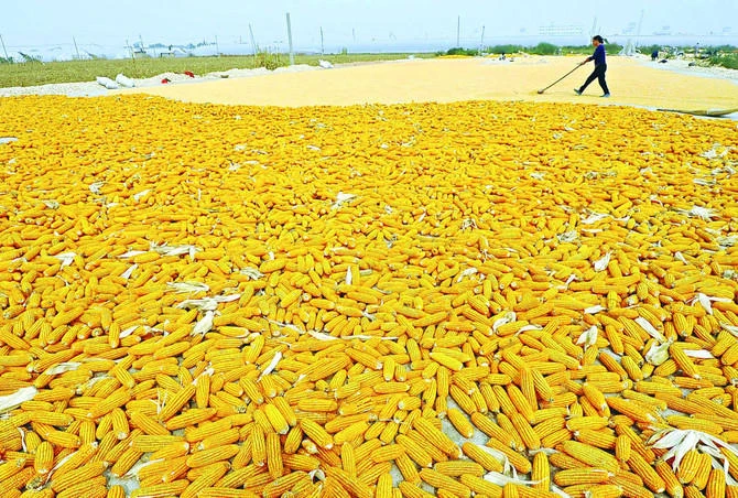Corn futures climbed their daily limit on Wednesday as USDA pegged plantings lower than expected. (Reuters)
