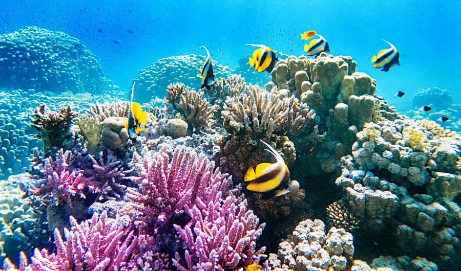 The Red Sea hosts some of the most productive and richest coral reef ecosystems. (Shutterstock)
