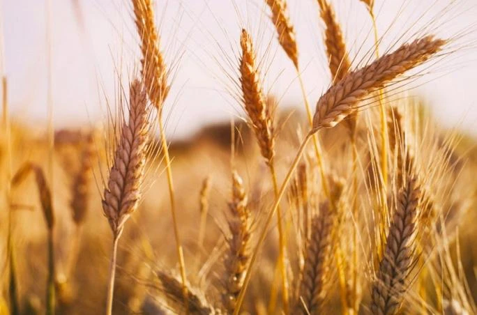 The sale of the Saudi flour mills represents a central plank of the Kingdom's privatization push. (Supplied)