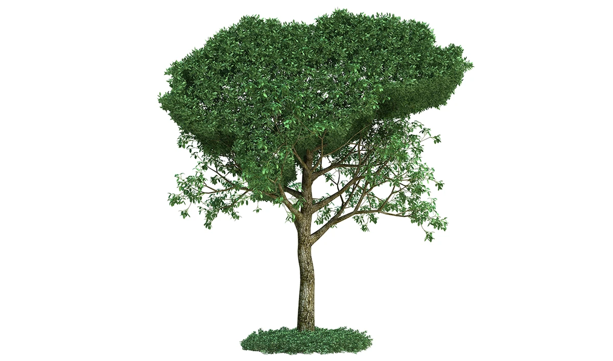 The Saudi government has committed to an ambitious scheme aimed at planting 100 million trees in the Kingdom to help tackle desertification. (Shutterstock)